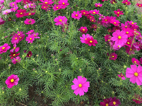 枣阳市送长辈鲜花|绿化城市设计